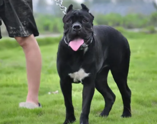 卡斯罗犬家养危险吗