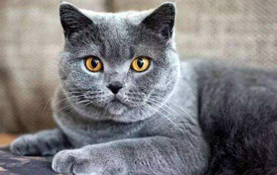 夏特尔猫一般多大发腮