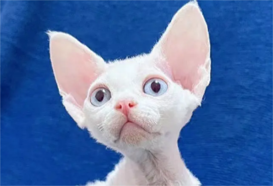 乳白德文卷毛猫
