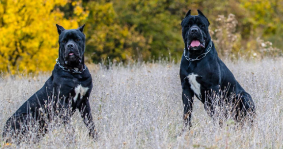 卡斯罗犬缺点有哪些？这里有答案！