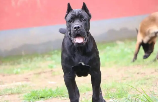 卡斯罗犬喜欢扑人怎么办？是一种友好表现吗？