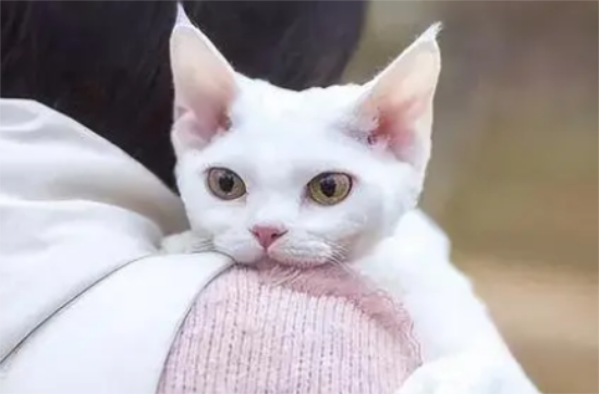 如何分辨德文猫纯不纯种