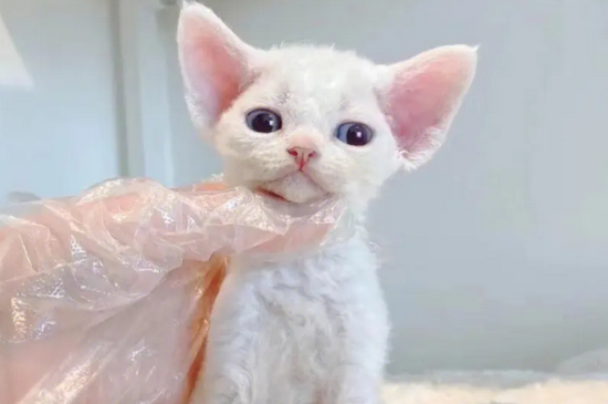 德文卷毛猫的优缺点