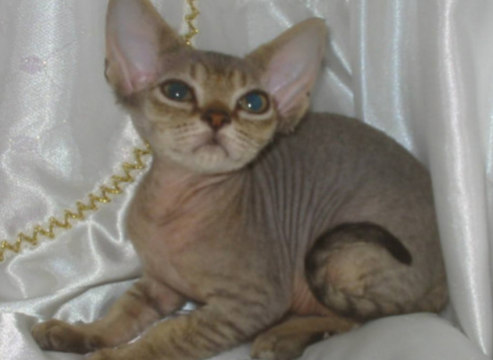 德文卷毛猫掉毛程度严重吗