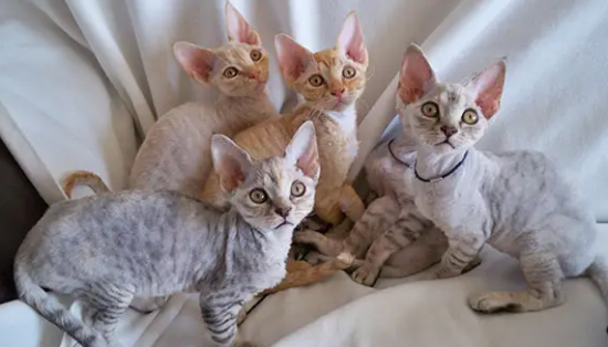 德文卷毛猫多大开始卷毛