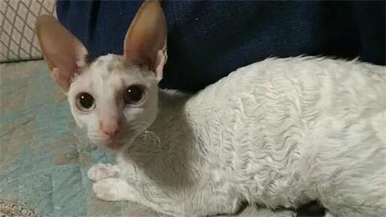 德文卷毛猫如何爆毛