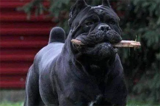 遭禁养的卡斯罗犬，你了解是多少？