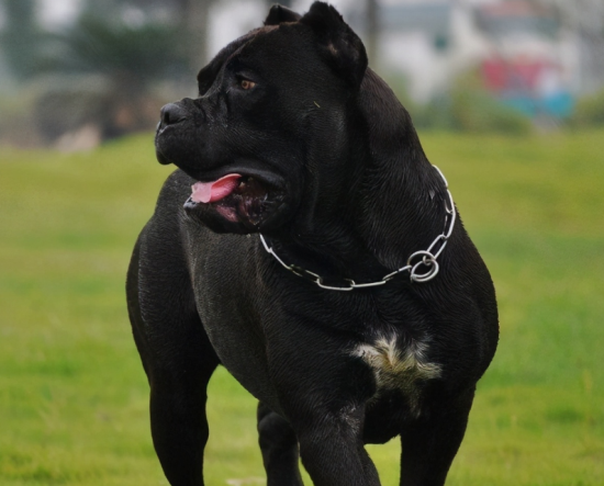 卡斯罗犬便秘怎么办？教你几招简单又有效