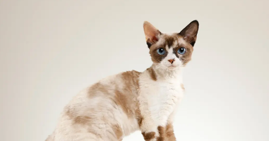 德文卷毛猫为什么不建议买