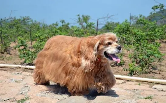 美国可卡犬定点大小便训练教程，一定要了解！