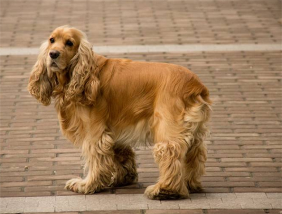 美国可卡犬一般能活多久