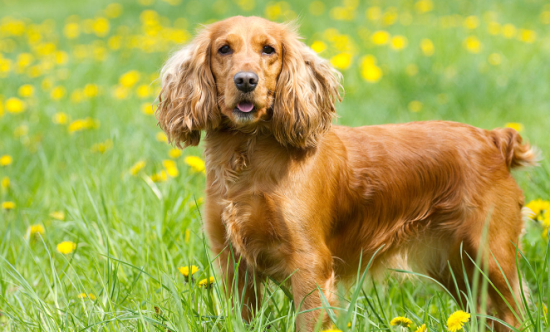 美国可卡犬性格怎么样？最好这样饲养？