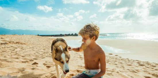 美国可卡犬性格好不好？看完你就了解了