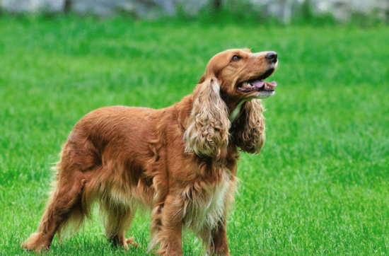 美国可卡犬怎么看纯不纯？答案在这里！