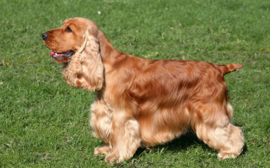 可卡犬的优势与劣势？你了解吗？