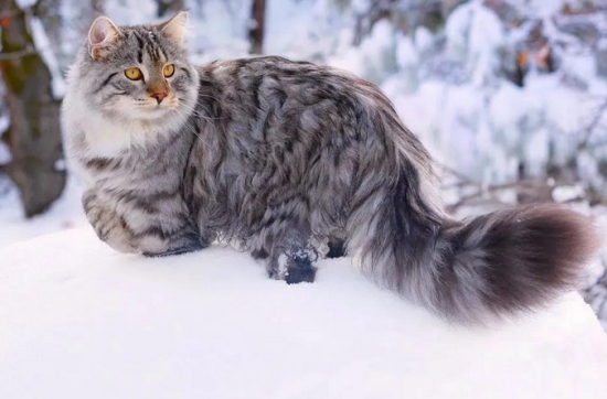 西伯利亚森林猫——行走的鸡毛掸子