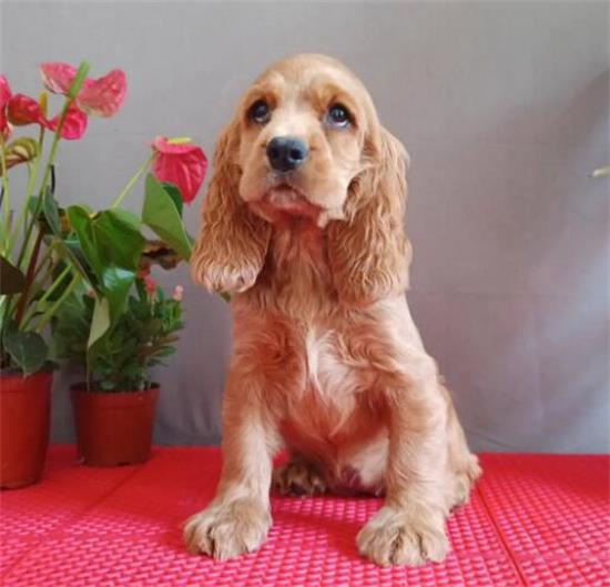 美国可卡幼犬怎么养？这些隐患你知道吗