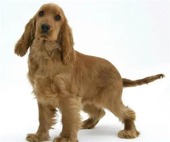 美国可卡犬吃什么狗粮好？该怎么选择狗粮？