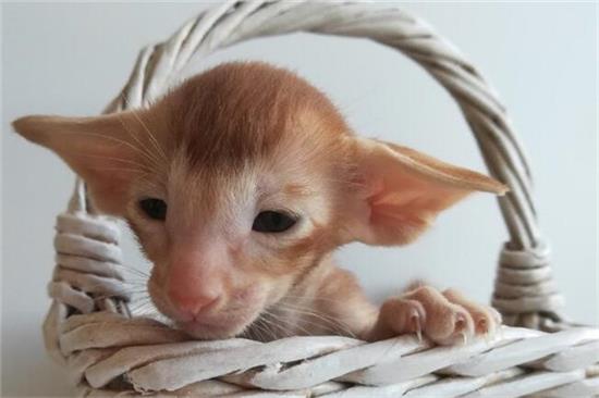 东方短毛猫生病了什么状态