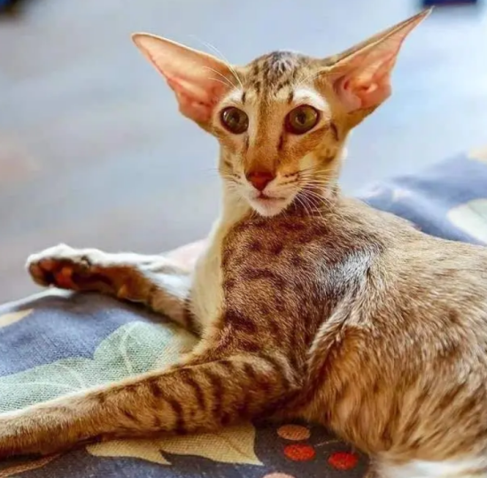 东方短毛猫是什么品种