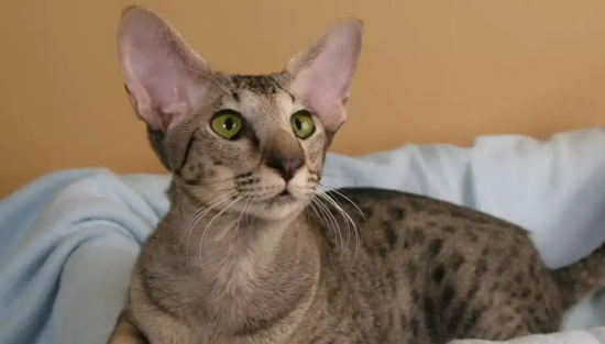 想买东方短毛猫？这些知识你需要提前了解