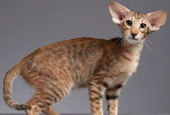 萌宠小知识：怎么训练东方短毛猫上厕所？