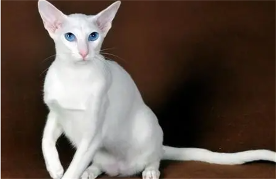 东方短毛猫训练诀窍，铲屎官们知道吗？