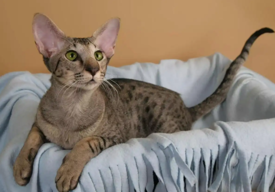 东方短毛猫咬人，要及时制止！