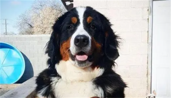伯恩山犬是违禁犬么