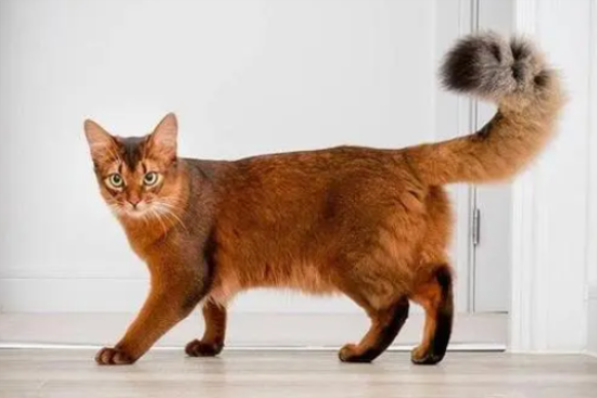 每日了解：索马里猫怎么洗澡？