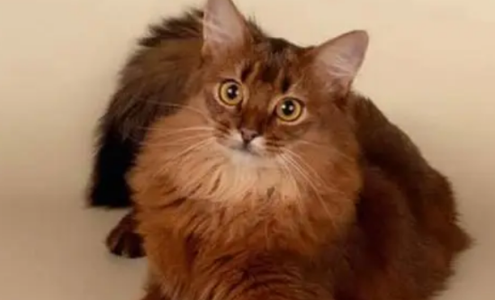 索马里猫猫肥大细胞瘤怎么治疗？有哪些治疗方法
