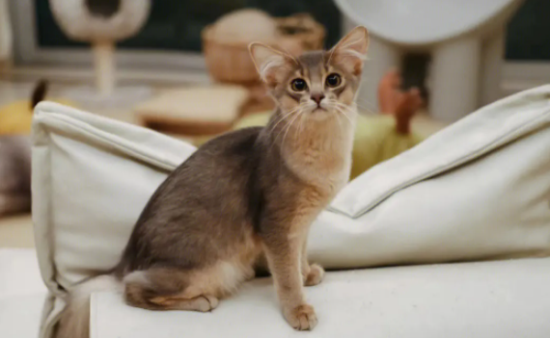 看这里，来了解索马里猫秃毛癣怎么防治？