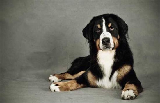 伯恩山犬该怎么喂养