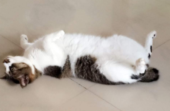 日本短尾猫适合吃什么