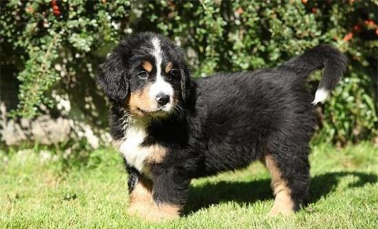 伯恩山犬聪明吗？