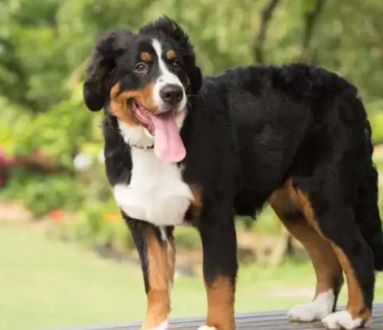 伯恩山犬为什么养的少