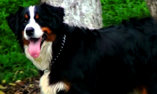 伯恩山犬吃什么？某些食物可致命