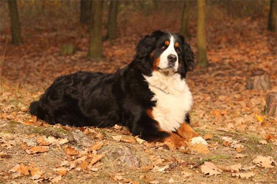 伯恩山犬需要训练什么