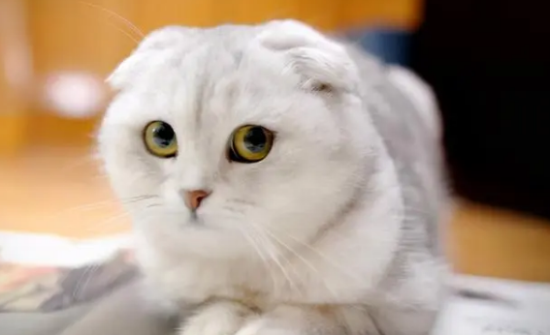 折耳猫最容易几岁发病