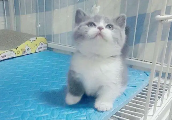 蓝白折耳猫最多能活多久
