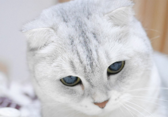 折耳猫的智商和性格
