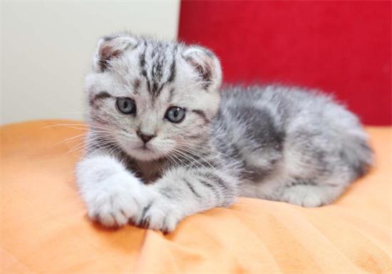 所有的折耳猫都有病吗