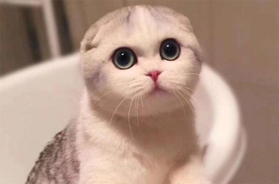 养折耳猫需要注意什么