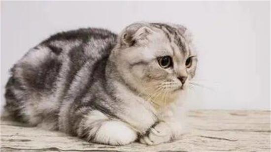猫咪有点折耳没事吧