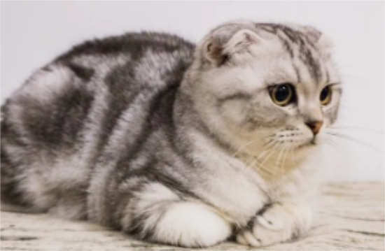 折耳猫的缺陷是什么