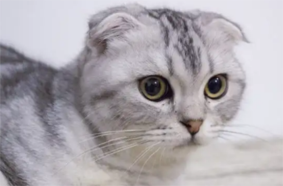 折耳猫一定会发病吗