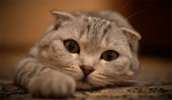 折耳猫生出来的都是折耳猫吗