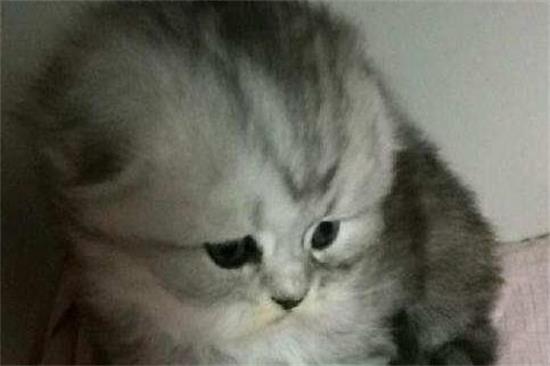 折耳猫适合吃什么