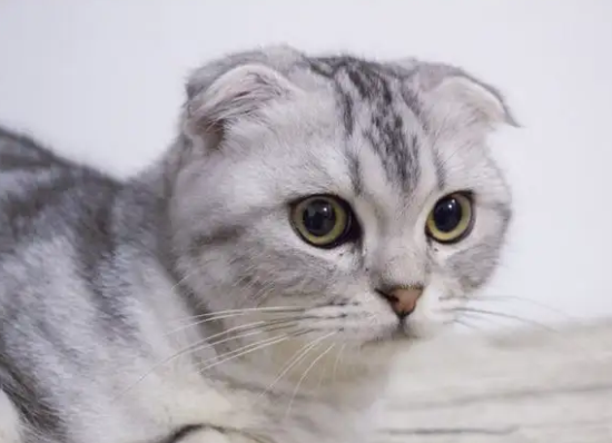 折耳猫吃软骨素有用吗