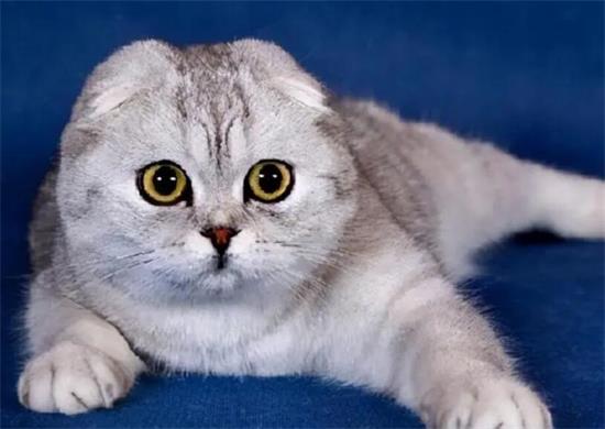 折耳猫的正确养法视频